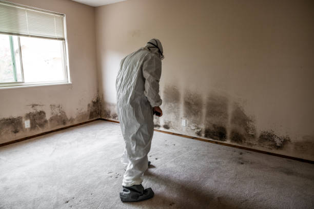 Best Asbestos and Lead Testing During Mold Inspection  in Malone, FL